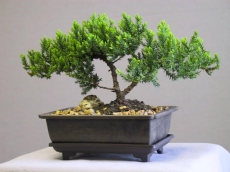 Bonsai fa