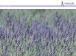 A.Mosoda Kft - http://www.amosoda.hu