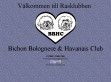 Bichon Bolognese és Havenese Klub - Dánia - http://www.bbhc.nu/