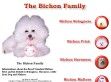 The Bichon Family - http://www.bichon.de/