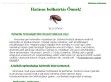 Bolhairtás S.O.S. - http://www.bolhairtas.hu/