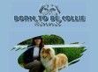 Born To Be Collie tenyészet - http://www.borntobe.hu/