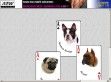 Boxer - http://www.boston-terrier.atw.hu/