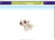 Chihuahua - egy érdekes oldal - http://csivava.uw.hu/