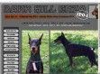 Dark Hill Enzo IPO-I, HD A 3xCAC dobermann - http://www.darkhillenzo.atw.hu/