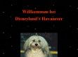 Disneylands Havaneser - http://www.disneylands-havaneser.com/