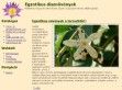 Egzotikus Vízinövények - http://www.egzotikusdisznovenyek.hu
