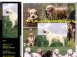 Golden retriever kutyák az Erdőskerti Kennelből - http://www.golden-retrievers.hu/