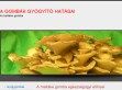 A gyógygombák egészségügyi előnyei. - http://gyogygombak.net/a-shitake-gomba