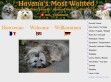 Havana's Most Wanted - http://www.havanais.ch
