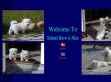 Have a Nice - http://www.havanese.dk/