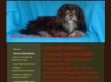 Blanquito Havanese Kennel - http://www.havanese.ewk.hu