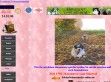 Vom Salzetal - http://www.havanese.homepage.t-online.de