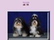 Biely lúc - http://www.havanesekennel.sk