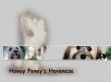 Honey Poney’s - http://www.honeyponeys.be/