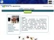 Rovar- és rágcsálóirtás  - http://kartevoirto.atw.hu