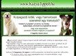 Alapszabályok a kutyneveléshez - http://www.kutyatippek.hu