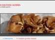 A maitake gomba áldásos hatásai - http://maitakegomba.hu