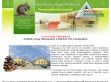 Természetes fenyőágyak - Melcher Család - http://www.melcherbutor.hu