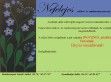 Nefelejcs esküvőszervező iroda Vác - http://www.nefelejcseskuvo.hu