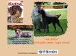 von Mátra Német Vizsla Kennel - http://www.nemetvizsla.hu/