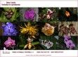 Bene László kertészete - http://www.orchideak.hu/