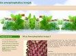 Az ördögnyelv shake és a fogyókúrás szerepe. - http://ordognyelvkapszula.net/mi-az-amorphophallus-konjac