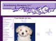 Renaissance Havanese - http://www.renaissancehavanese.com/