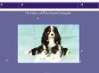 Revans Kennel - Cavalier King Charles spaniel - http://revanskennel.uw.hu/