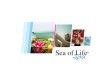 Holt-tenger-i wellness termékek - http://www.sea-of-life.hu