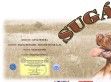 SUGÁR Vizsla Kennel - http://www.sugarvizsla.hu/