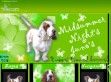 kennel - http://www.szentivaneji.gportal.hu