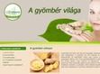 Multivitamin webáruház - gyömbér termékek. - http://xn--gymbr-esa2g.hu/a-gyoember-tea-hatekonysaga